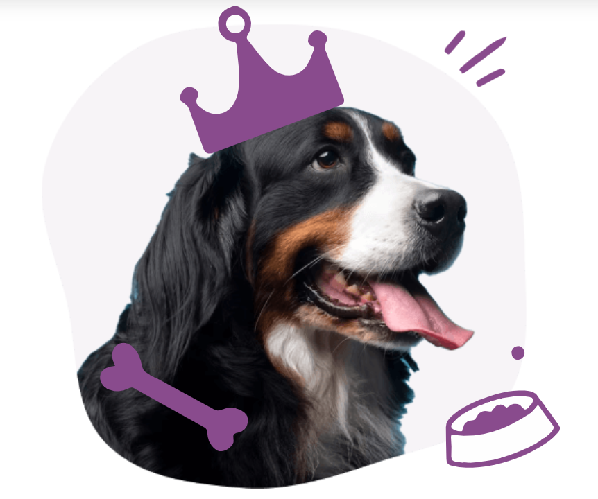 Syracuse Dog Groomers